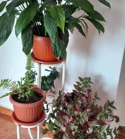 Moni 85 Family House Къща за гости Созопол